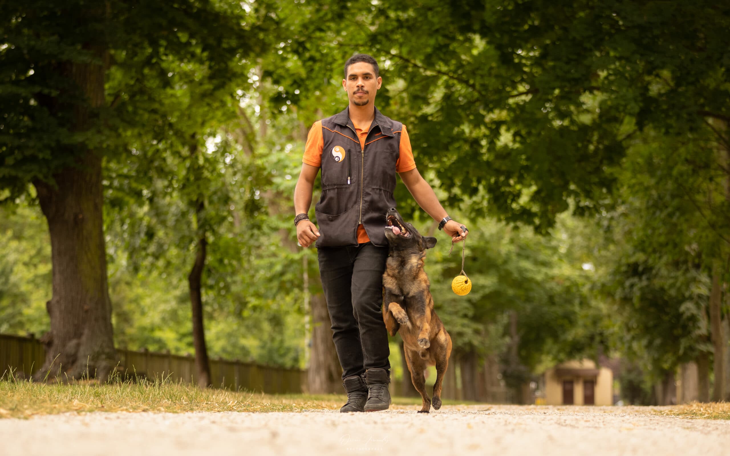 Romain marche au pied avec malinois, gilet orange, parc