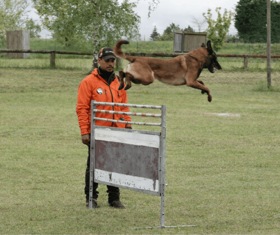 Romain et malinois saut haie agility
