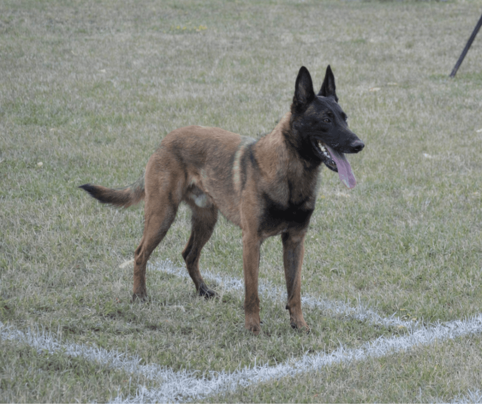 Malinois portrait debout terrain