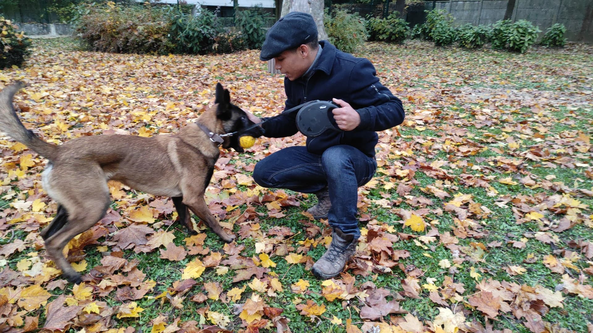 Romain accroupi feuilles automne avec malinois