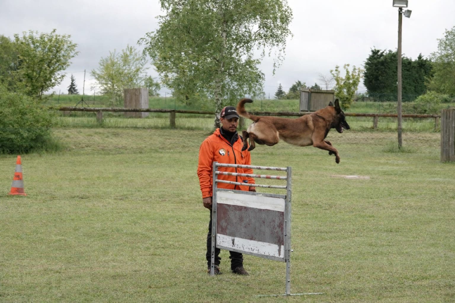 Malinois portrait debout terrain
