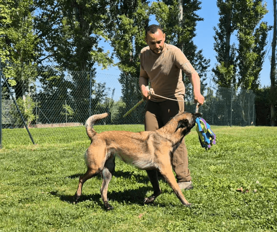 Romain joue tug avec deux chiens dans parc