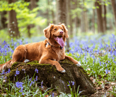 Cours d'éducation canine