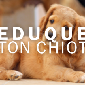 Eduque ton chiot