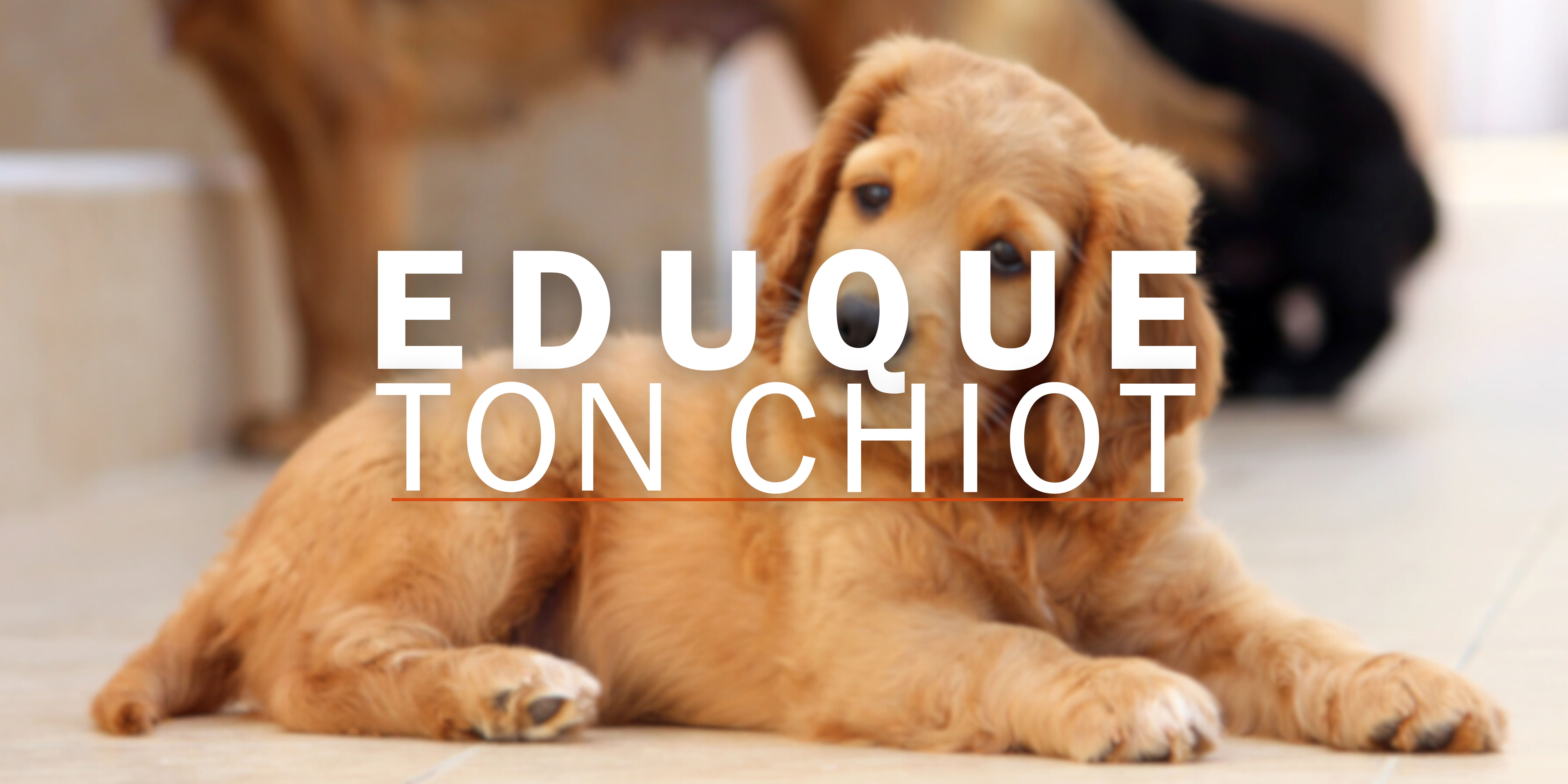 L’éducation du chiot