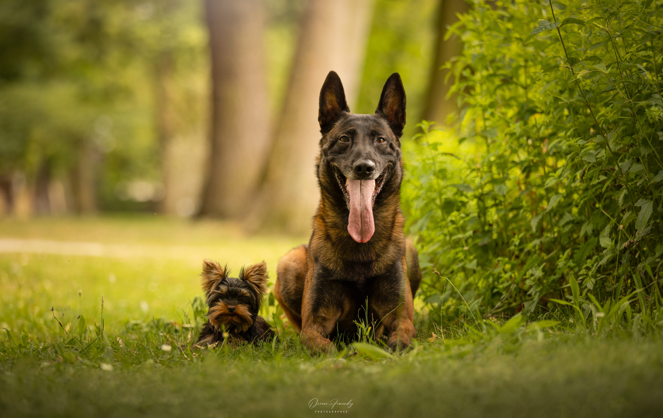 EDUCATION CANINE