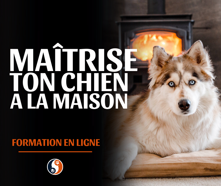 Maitrise ton chien a la maison