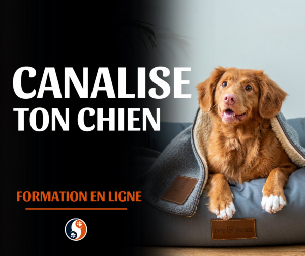 Canaliser son chien