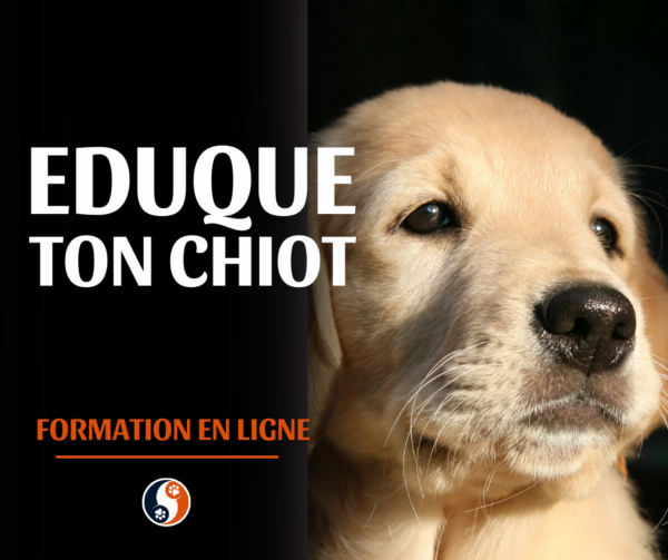 L'éducation du chiot