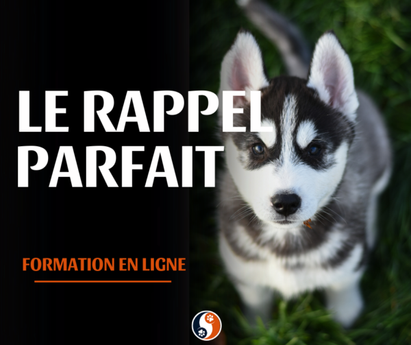 Le rappel parfait