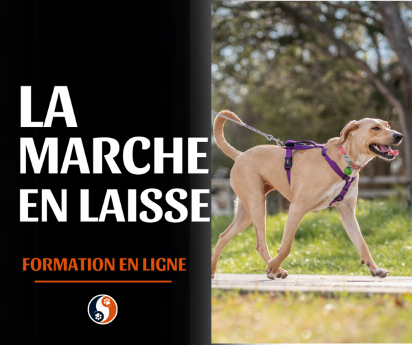 La marche en laisse