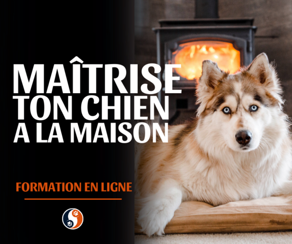Maîtrise ton chien à la maison